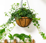 Metal Hanging Planter Basket with Coconut Liner