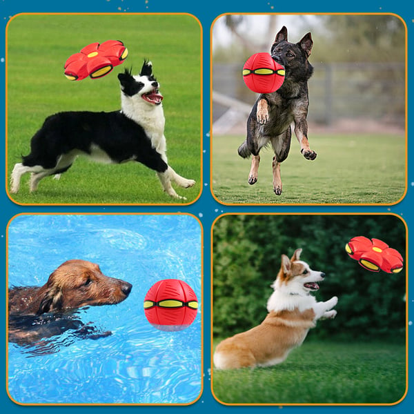 Haustier-Fliegende-Untertasse-Ball