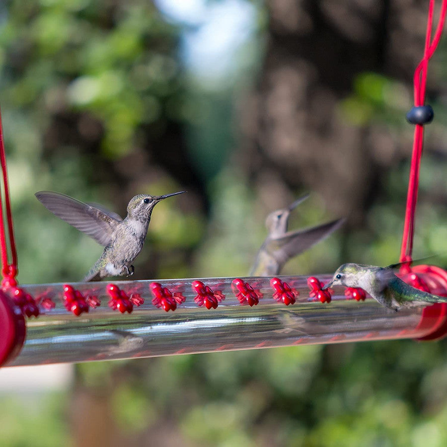 Bobs Bester Kolibri-Futterspender