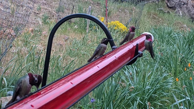 Annas Bester Kolibri-Futterspender
