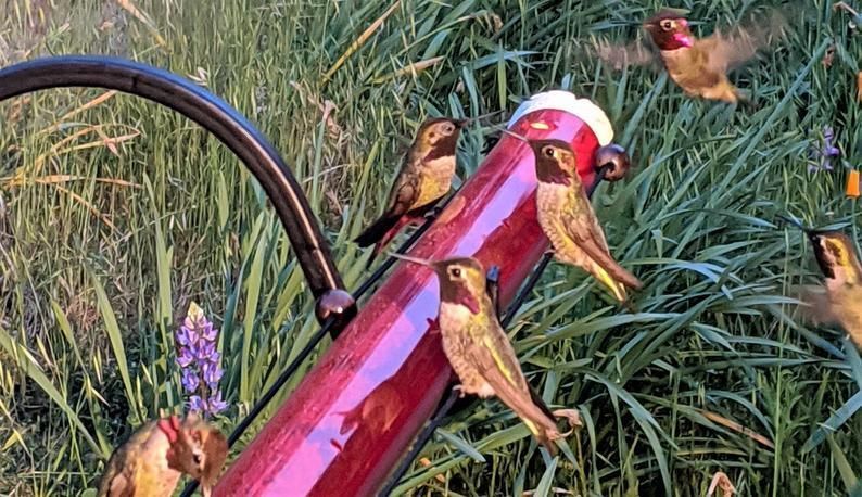 Annas Bester Kolibri-Futterspender