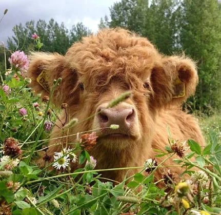 Theorbi™ Highland-Kuh-Plüschtier