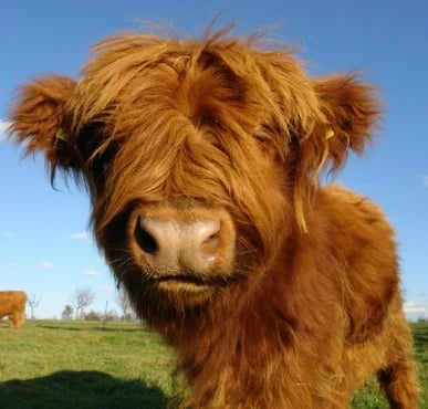 Theorbi™ Highland-Kuh-Plüschtier