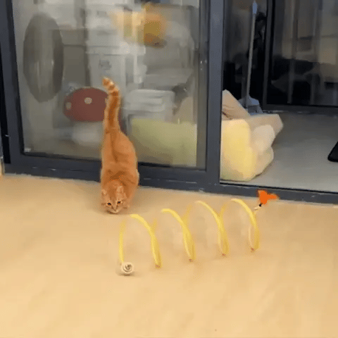 Joyhnny Pawspring Katzentunnel