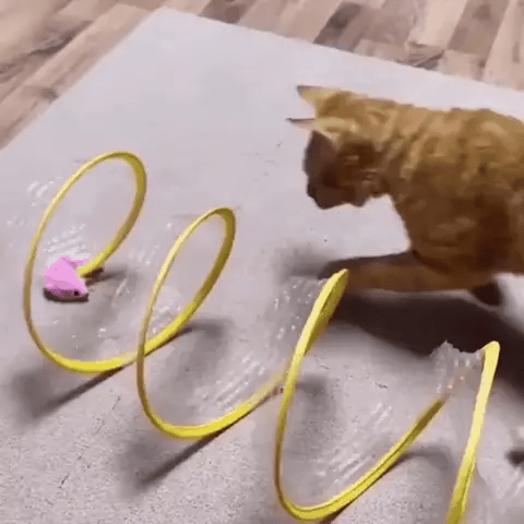 Joyhnny Pawspring Cat Tunnel