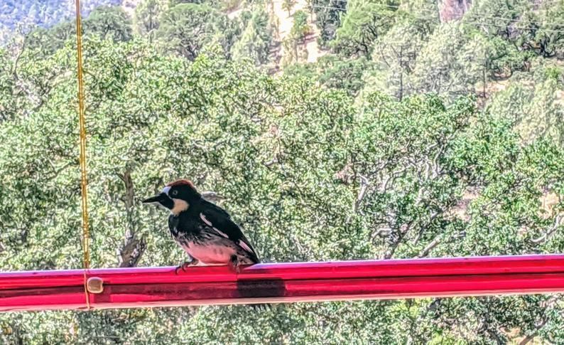 Annas Bester Kolibri-Futterspender