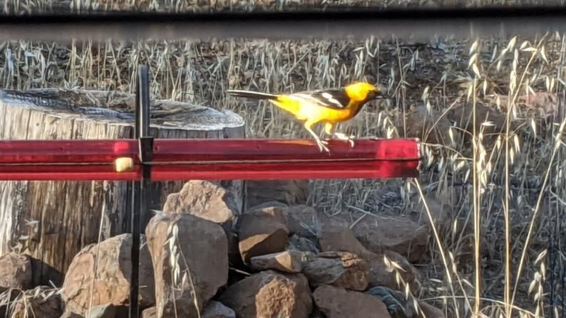 Annas Bester Kolibri-Futterspender
